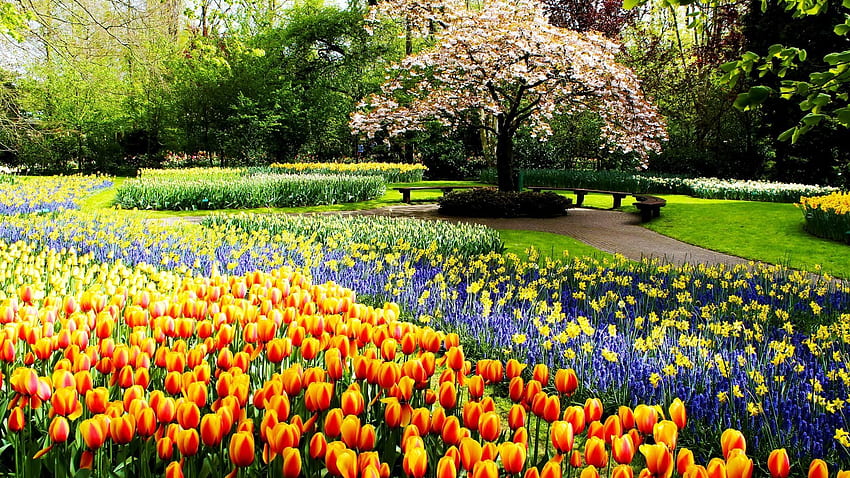 Colori della primavera, boccioli, narcisi, fioritura, fiori, tulipani, parco, albero Sfondo HD