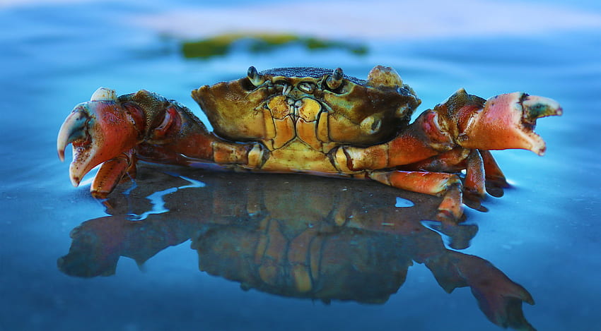 orange crab on body of water – Sea life, 256k HD wallpaper