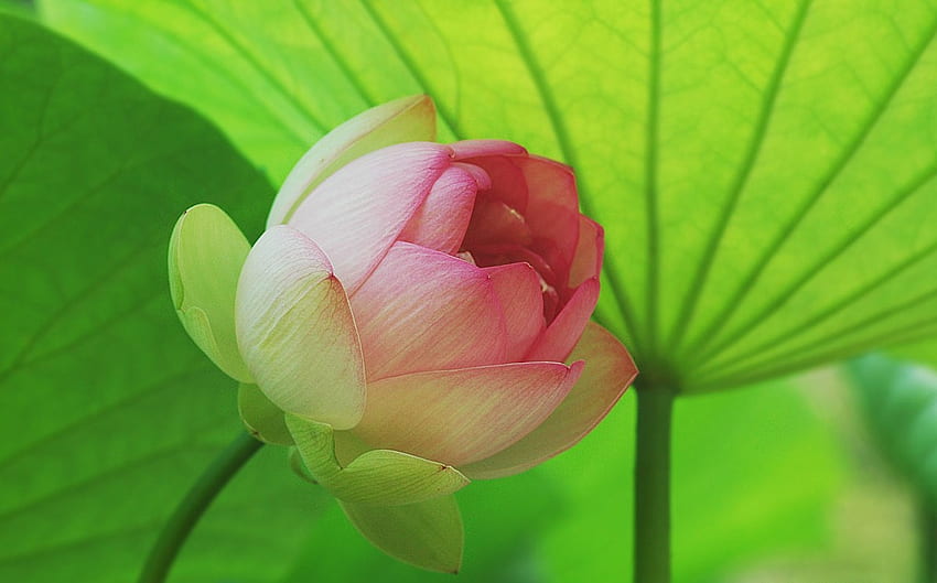 flor de loto, rosa, hojas, flor, verde, loto fondo de pantalla