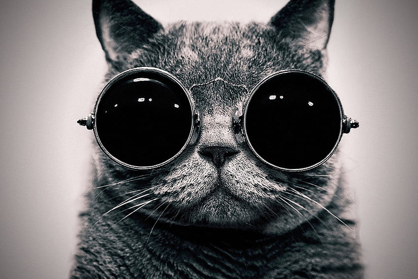 Cats animals sunglasses hippie schrodingers monochrome steam punk HD wallpaper