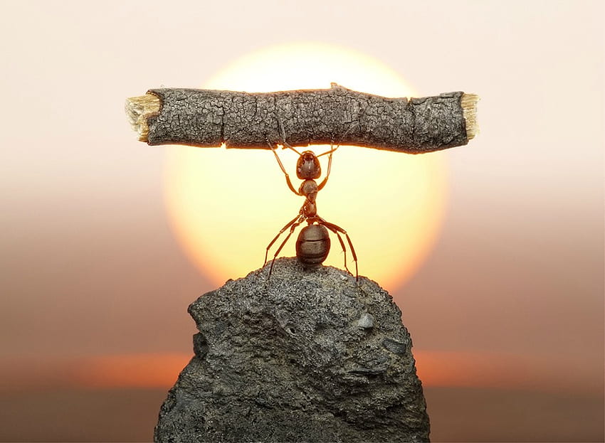 High Hopes, big, strength, ant, sunset HD wallpaper