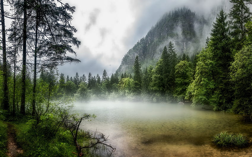 sis, orman, göl, orman üzerinde sis, yeşil ağaçlar, çevre, sabah, güzel göl HD duvar kağıdı