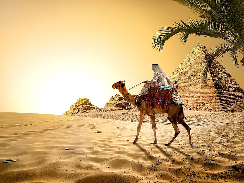Camels Egypt Cairo Nature Desert Sand Pyramid HD wallpaper
