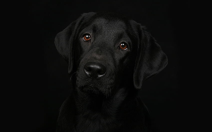 Labrador, animal, dog, brown eyes, black, eyes, view, nose HD wallpaper