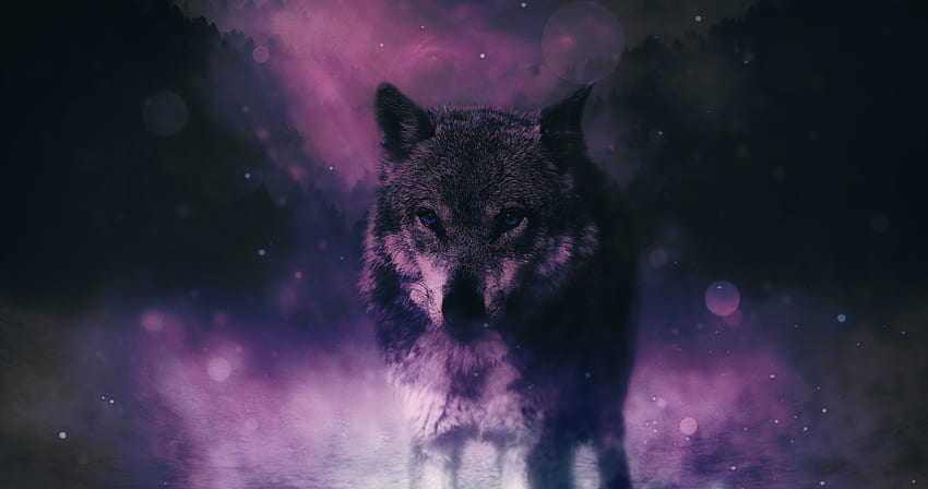 Animals, Predator, Wolf, Sight, Opinion, Wildlife, hop HD wallpaper