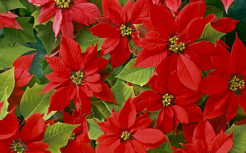 christmas poinsettia rose