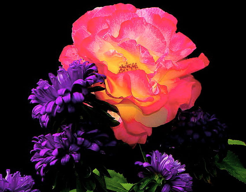Have a beautiful day Heike, rose, pink, coral, purple flowers, black background, yellow, green, flowers HD wallpaper