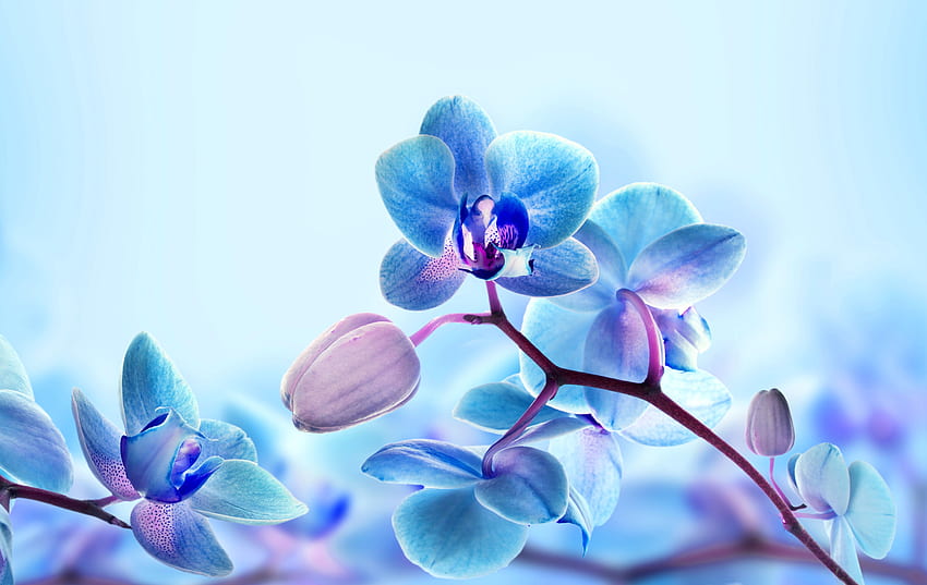 Blue Orchid Background HD wallpaper | Pxfuel