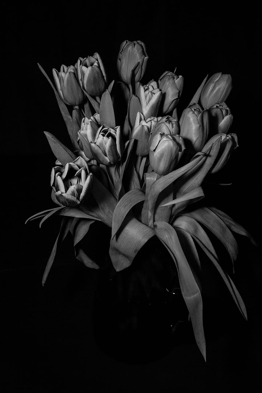 Flowers, Tulips, Bouquet, Bw, Chb HD phone wallpaper