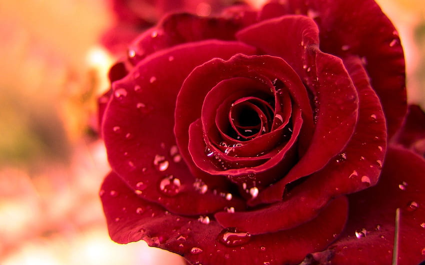 Drops, Macro, Rose Flower, Rose, Bud, Dew HD wallpaper