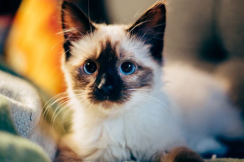 แมวสยาม น่ารัก ลูกแมว ตาสีฟ้าสำหรับ Chromebook Pixel ลูกแมวสยาม วอลล์เปเปอร์ HD