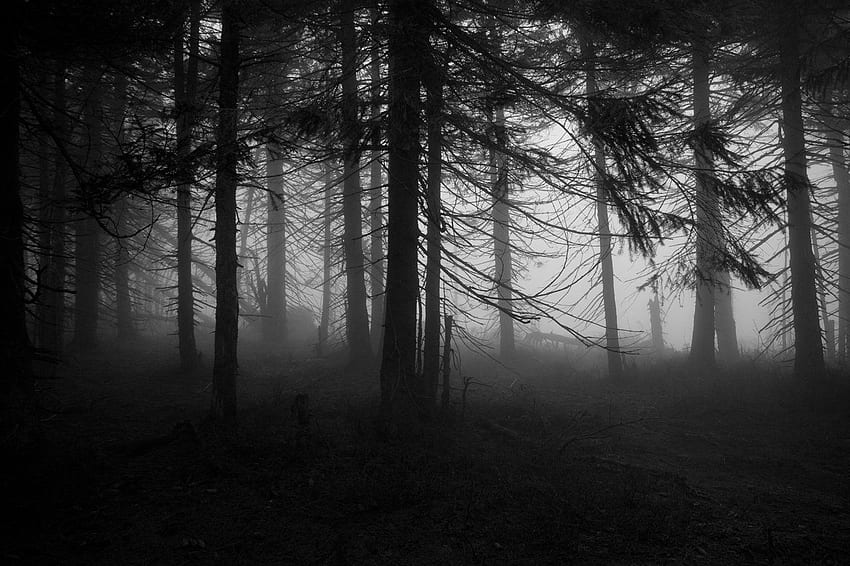 พื้นหลังป่าผีสิงน่าขนลุก วอลล์เปเปอร์ HD