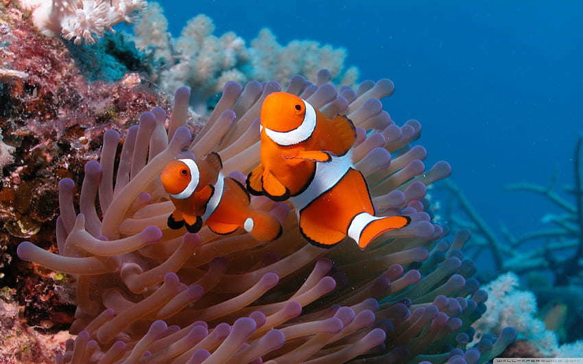 Clownfish And Sea Anemone Ultra Background for U TV : Multi Display, Dual Monitor : Tablet : Smartphone HD wallpaper