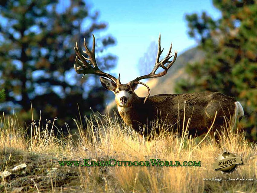 Mule Deer HD wallpaper