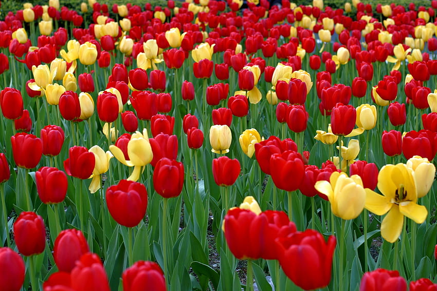 Kwiaty, Tulipany, Zieloni, Klomb, Kwietnik, Wiosna Tapeta HD