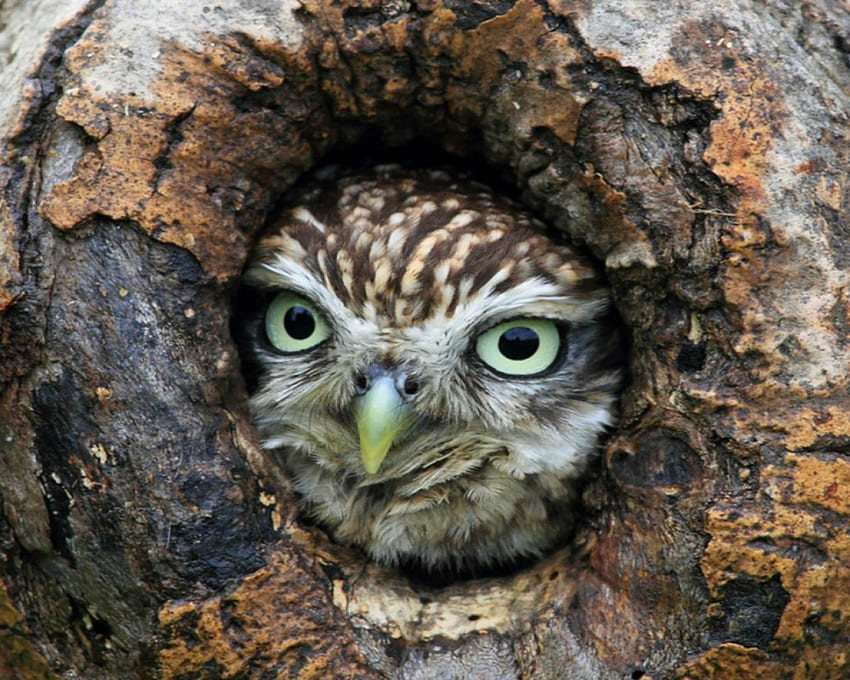 Owl Face, animal, face, bird, owl HD wallpaper