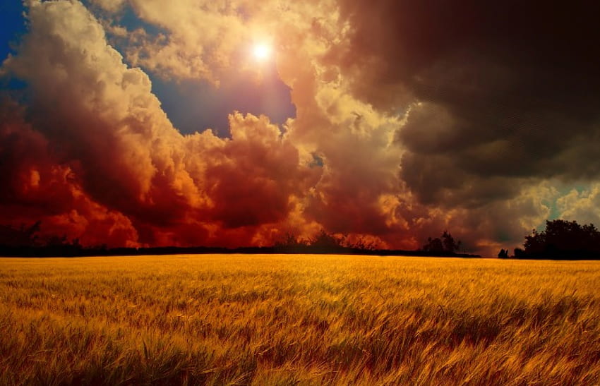 Sarı Buğday Tarlasında Harika Bir An, güneş ışığı, beyaz, tarla, sarı, kırmızı, bulutlar, gökyüzü, güzel HD duvar kağıdı