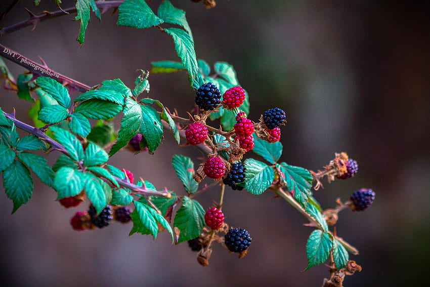 Food, Raspberry, Blackberry, Bush, Branch, Berry HD wallpaper