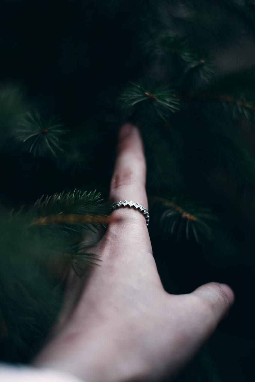 Hand, , , Branches, Fir, Spruce, Touching, Touch, Finger HD phone wallpaper