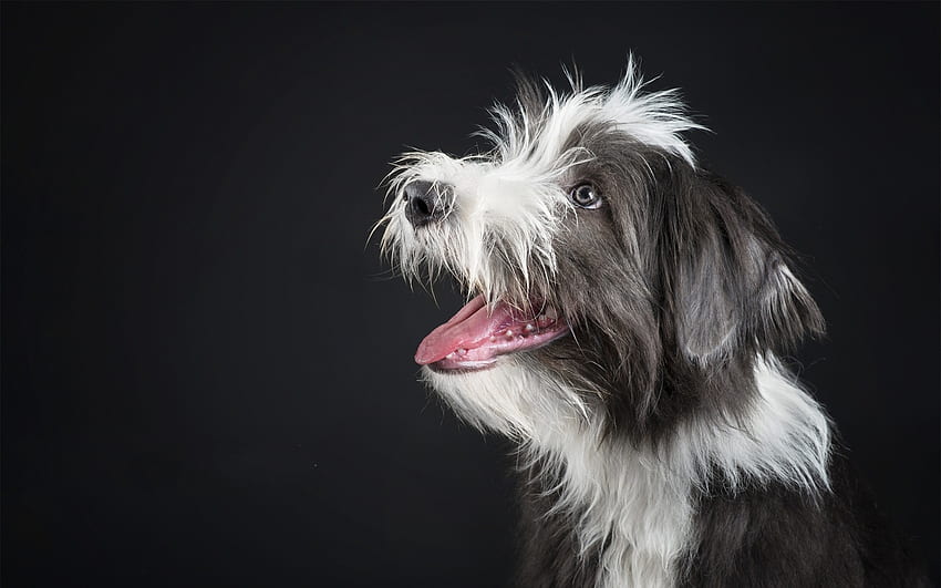 子犬、動物、犬、白、黒、かわいい、ケイン 高画質の壁紙