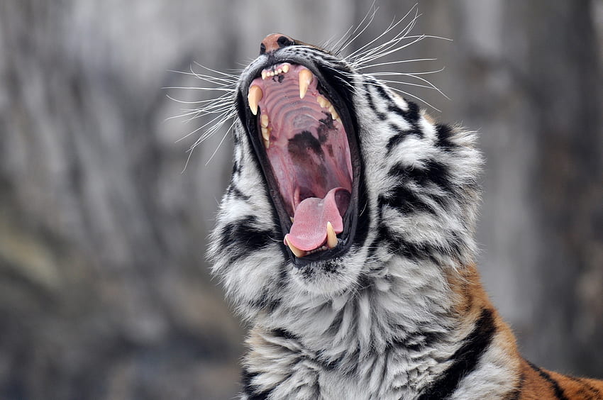Animals, Aggression, Grin, Muzzle, Predator, Tiger HD wallpaper