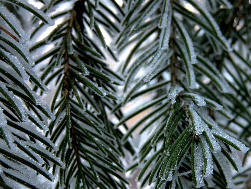inverno, natureza, agulha, neve, ramo, abeto, abeto papel de parede HD