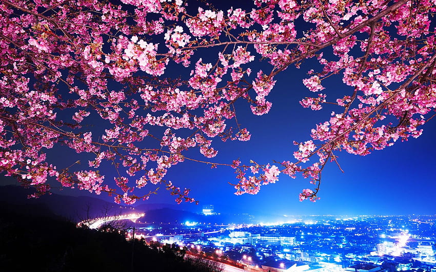 mimura, Japan, Sakura, Cherry, Blossom, Highway, City, Night, Trees, Flowers, Blossoms / and Mobile Background HD wallpaper