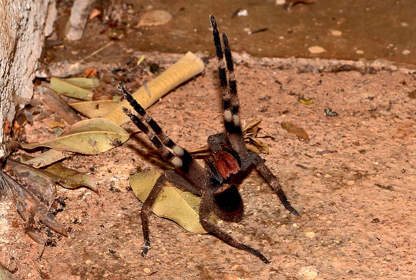 Brazilian Wandering Spider, brazilian, spider, wandering, insect HD wallpaper