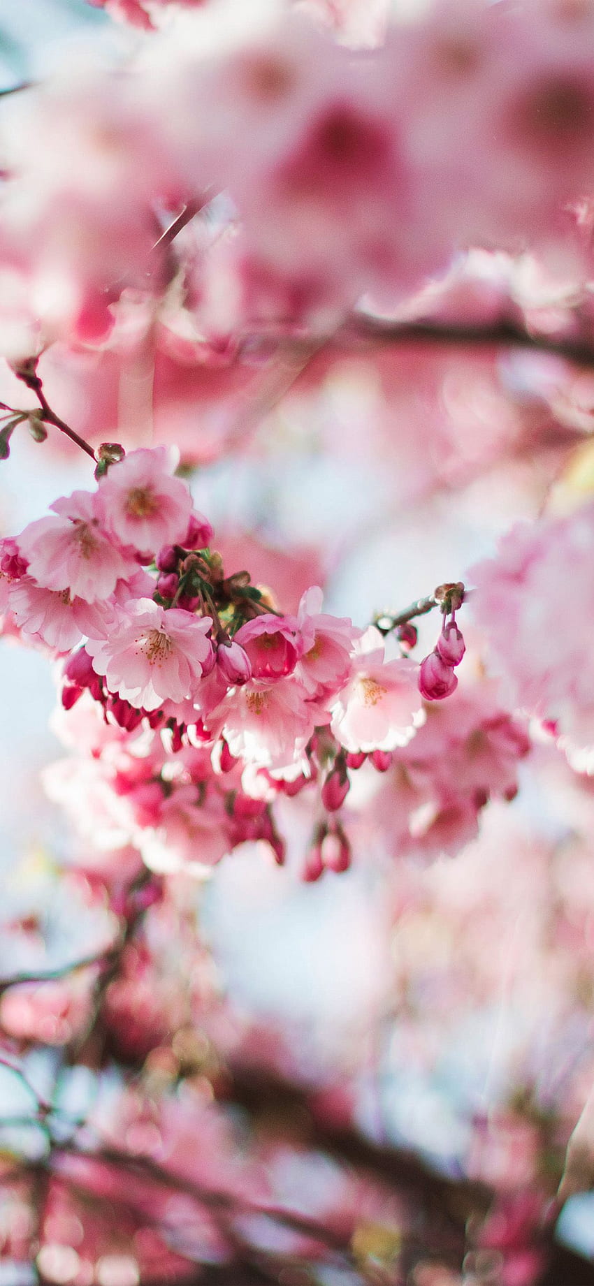 iPhoneX. primavera flor de cerezo árbol flor rosa naturaleza, Apple Blossom Tree fondo de pantalla del teléfono