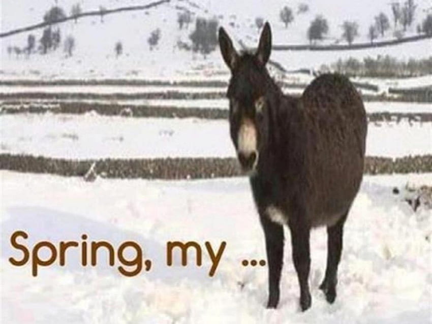 Spring, my...., funny, spring, donkey, snow HD wallpaper