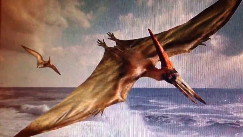 Pterodactyl, Flying Dinosaur HD wallpaper