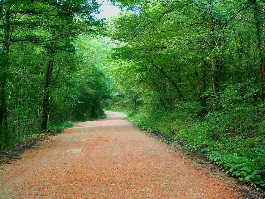 Nice Country Road, árboles, camino, hojas, ramas fondo de pantalla