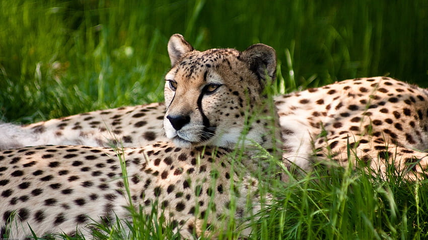 Cheetah Full, , ghepardo, , grande gatto Sfondo HD