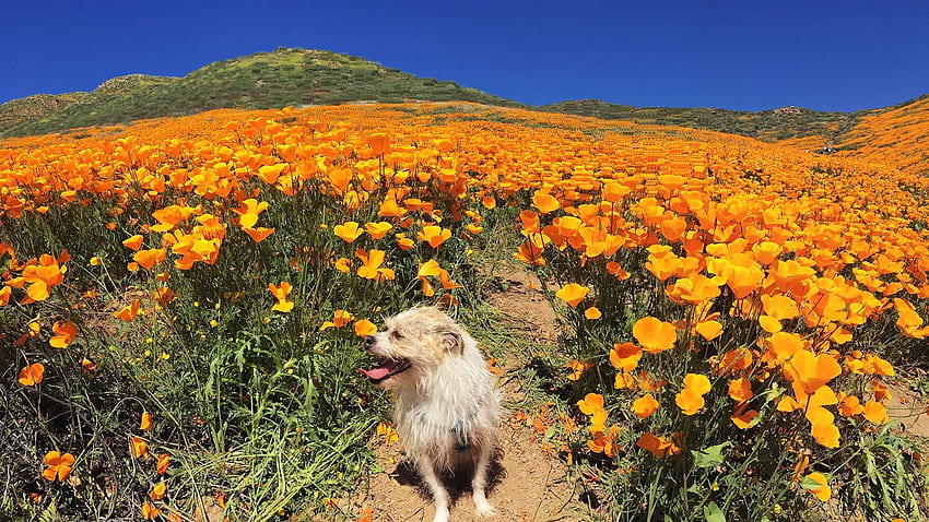 Superbloom, California, dog, poppies, hills, blossoms, sky, flowers, usa HD wallpaper