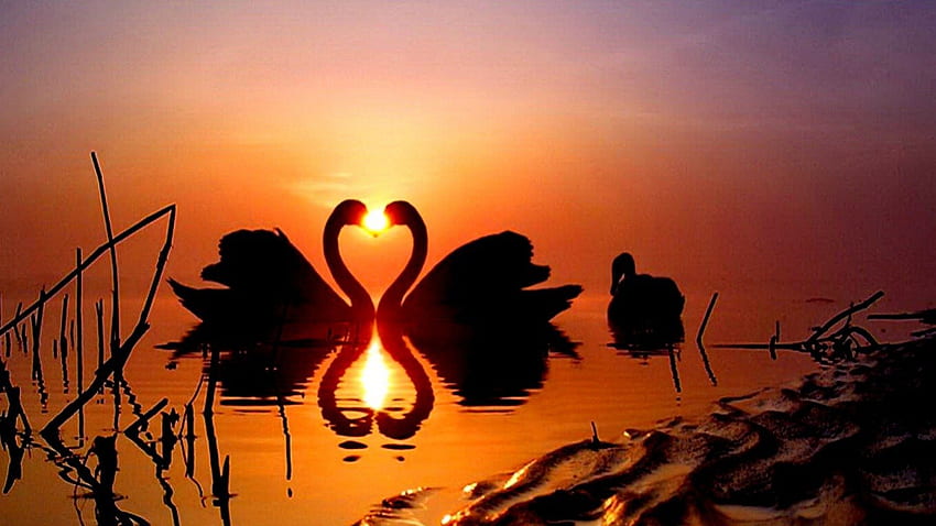 Swans Sunset, two, swans, lake, sunset, west sun HD wallpaper
