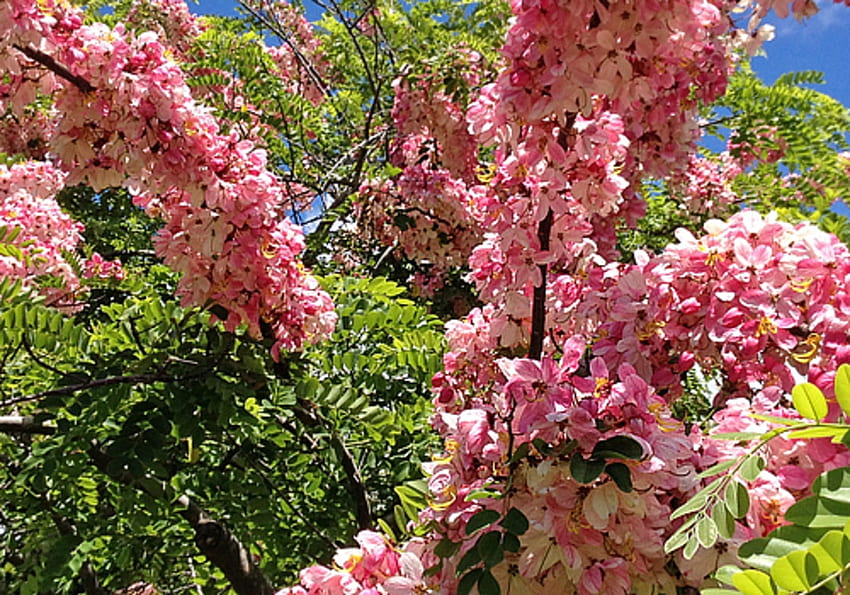 Rainbow Shower Tree ฝักบัวเรนโบว์ ดอกไม้ ต้นไม้ วอลล์เปเปอร์ HD