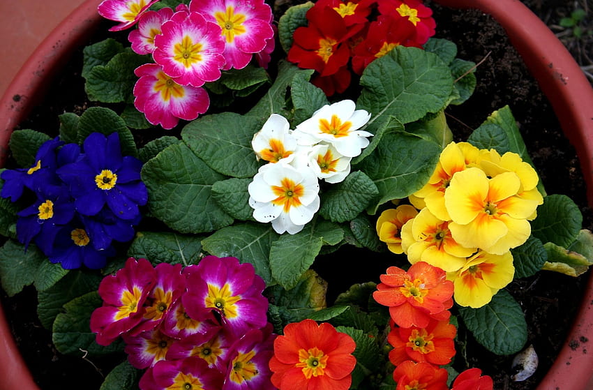 Flowers, Bright, Multicolored, Pot, Primrose HD wallpaper