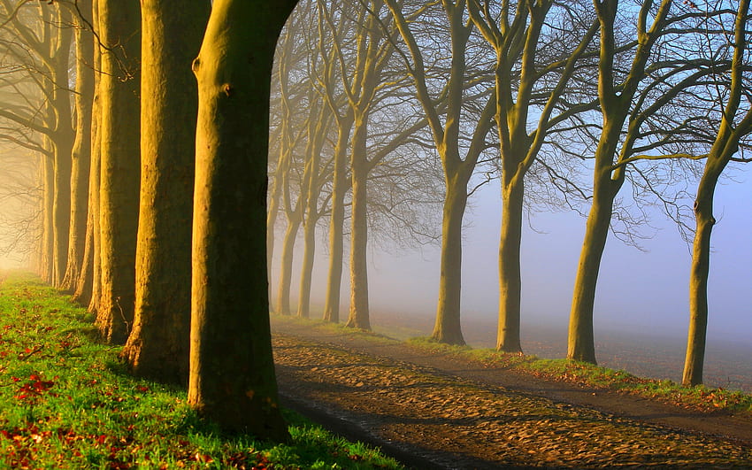 MORGENNEBEL, Nebel, Morgen, Weg, Bäume, Gasse, Wald HD-Hintergrundbild