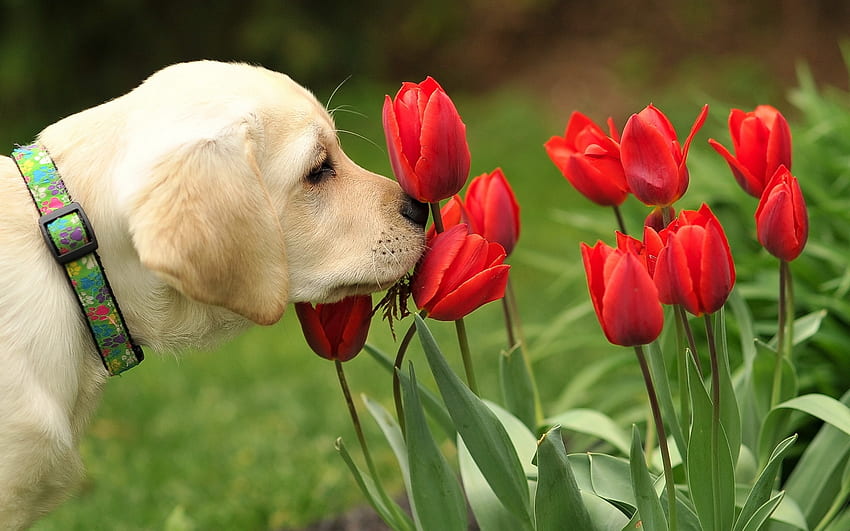 Friend of Flowers, dog, blossoms, red, garden, tulips, spring HD wallpaper