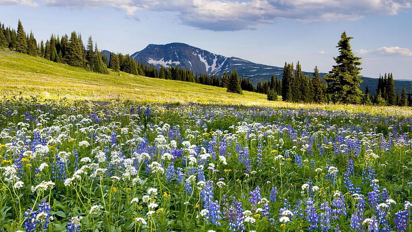 Nature, Fleurs, Montagnes, Pente, Prairie Fond d'écran HD