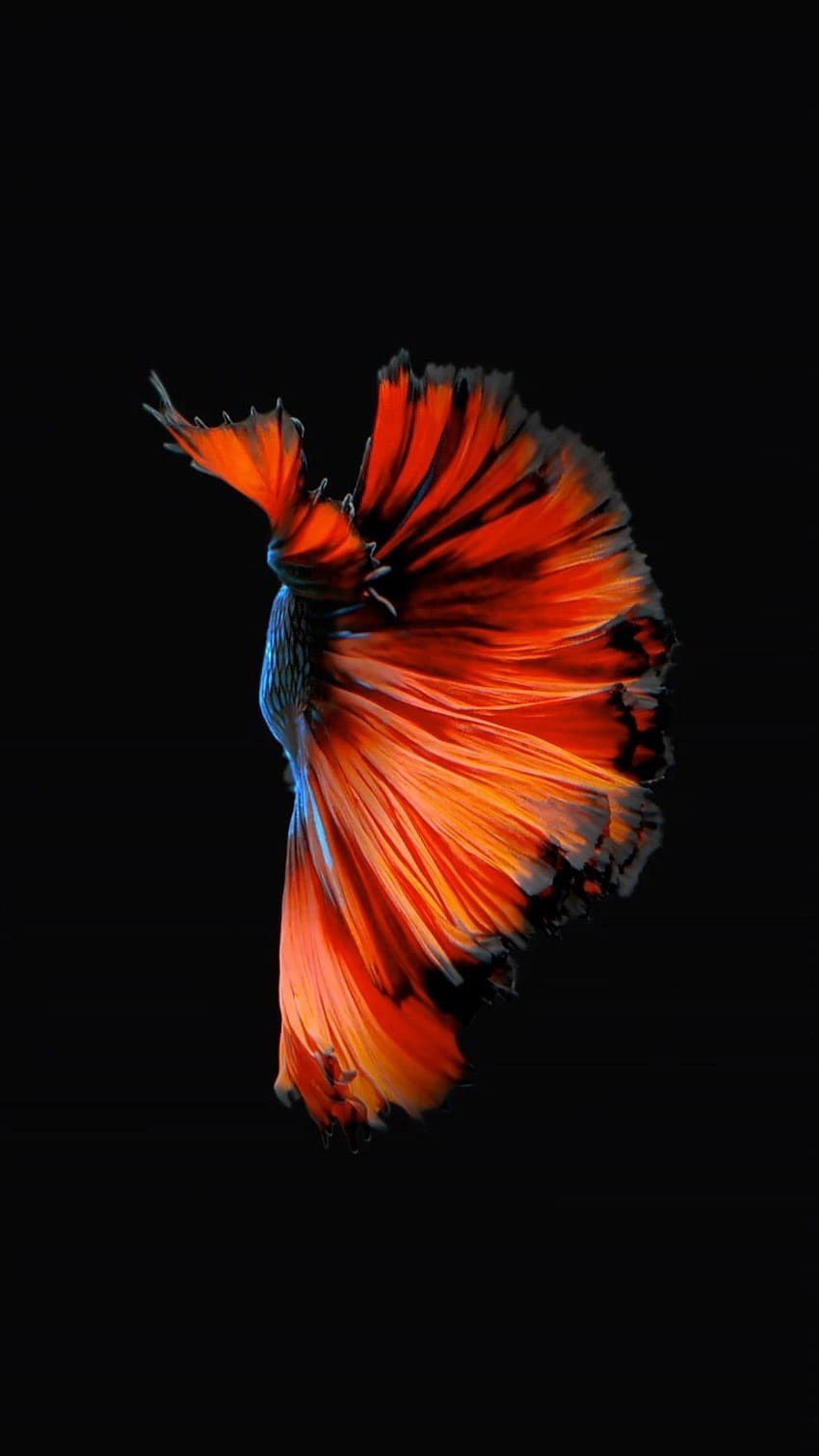 How to Get Apple's Live Fish Back on Your iPhone HD phone wallpaper