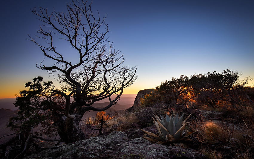 テキサス州チソス山脈の夕日 - メキシコ国境、木々、朝、アメリカ、日の出、風景 高画質の壁紙