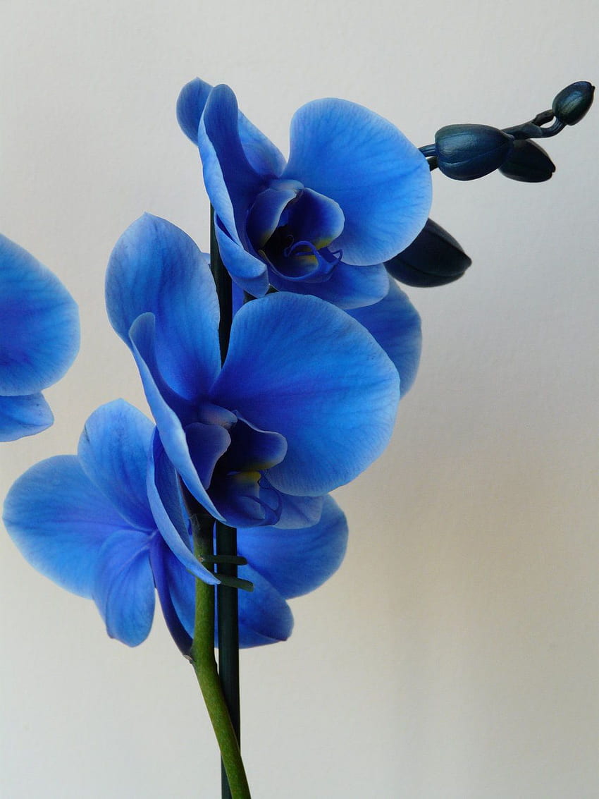 Blue Orchid Phone. Orchid , Blue orchid flower HD phone wallpaper