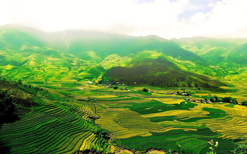 Beautiful Vietnam, Rice Field HD wallpaper
