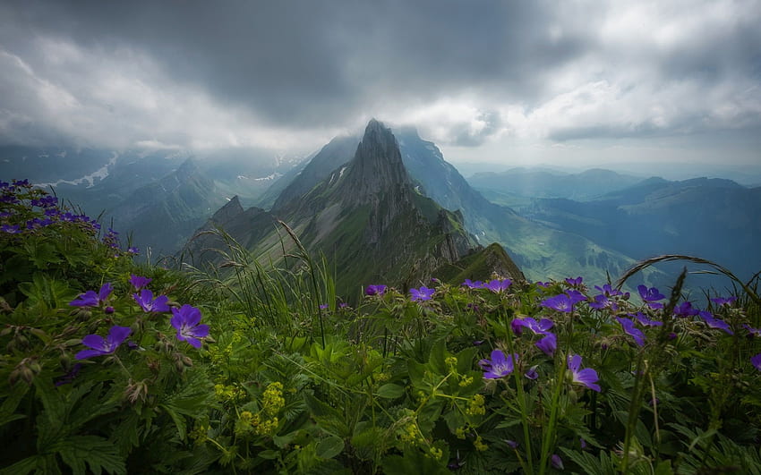 Switzerland, Appenzell Alps, flowers, mountains, clouds HD wallpaper