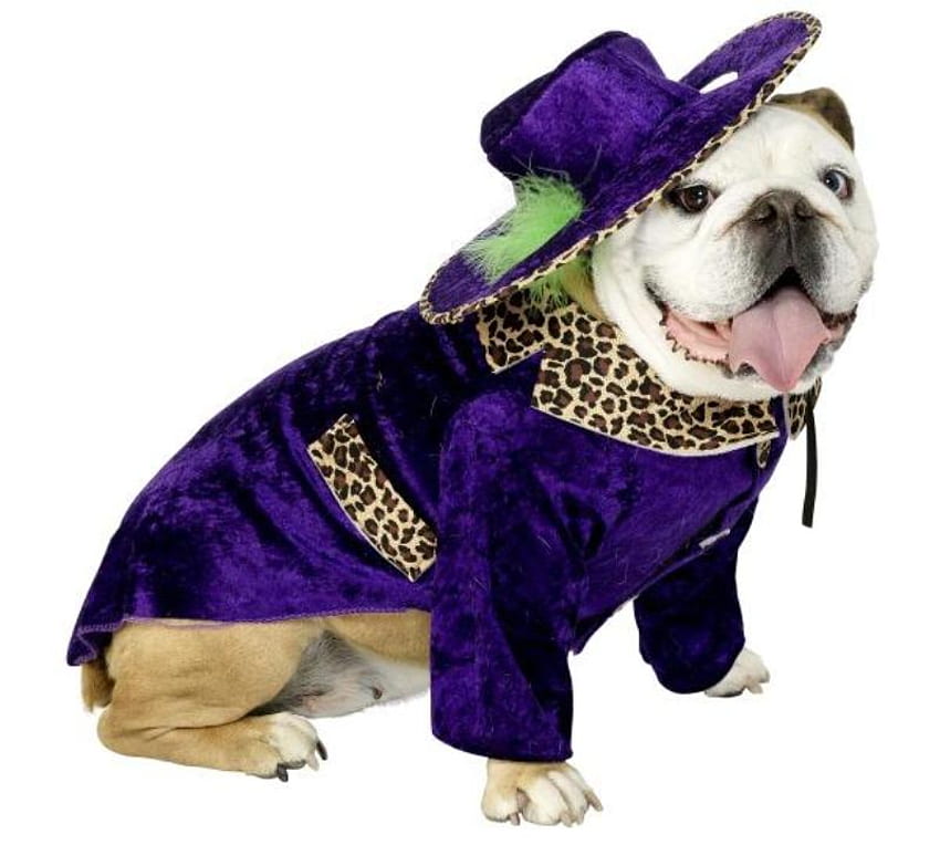 COOL HALLOWEEN COSTUME, dog, halloween, costume, cool, dress up HD wallpaper