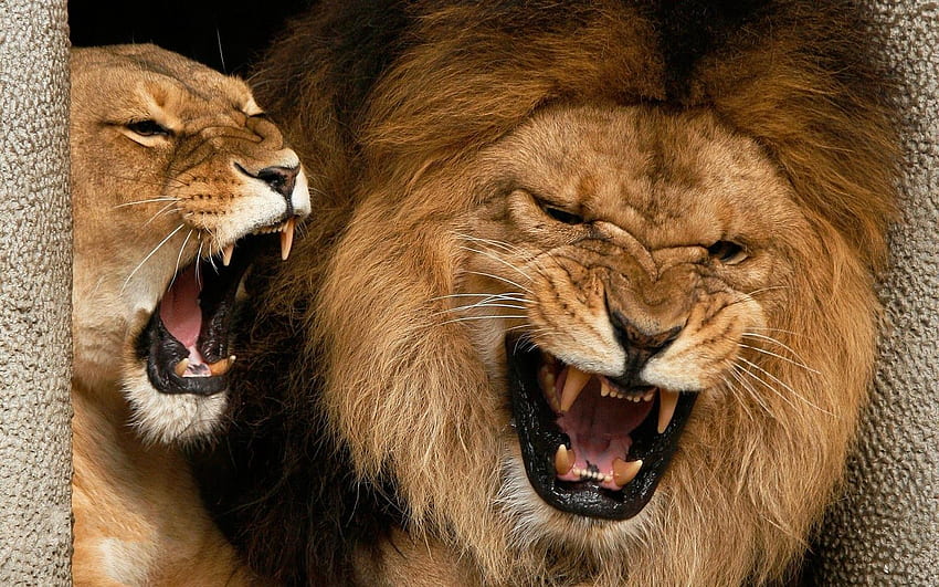 ワイルド ライフ: 危険なライオン、怖いライオン 高画質の壁紙