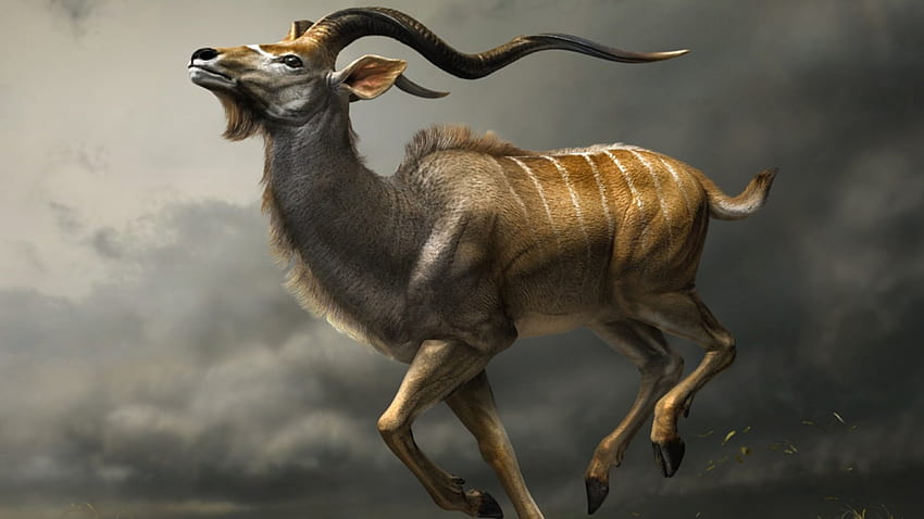 Antelope Liar, alam, kijang, satwa liar, binatang Wallpaper HD