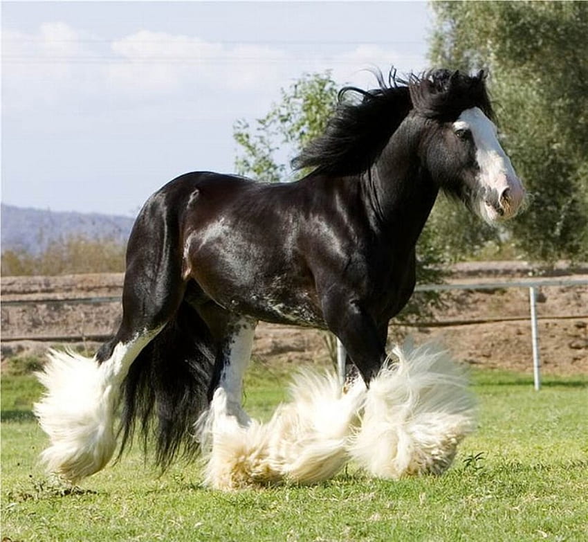 Koń, potężny, klacz, ogier, zwierzęta, cavalo, wspaniały, źrebak Tapeta HD