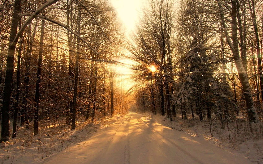 Incredibile tramonto invernale Natura graphy Elegante luce solare Alberi Paesaggio Tramonto Natura Cielo. Natura al tramonto, natura al tramonto, foresta, alba della foresta innevata Sfondo HD
